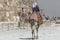 Egyptian Camel at Giza Pyramids background. Tourist attraction -