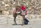 Egyptian Camel at Giza Pyramids background. Tourist attraction -