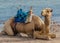 Egyptian camel sits on the seashore