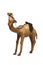 Egyptian camel souvenir