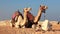 Egyptian camels