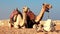 Egyptian camels