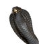 Egyptian cobra - Naja haje