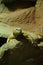 Egyptian Dab Lizard - Uromastyx aegyptia