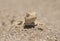 Egyptian desert agama lizard in harsh arid environment