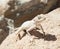 Egyptian desert agama lizard on a rock