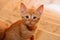 Egyptian domestic stray cat beige in color with M shape letter on its head, selective focus of Egyptian street small cat looking