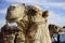 The Egyptian dromedary