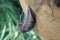 Egyptian fruit bat