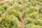 Egyptian garden growing for marigolds and chamomille for harvest