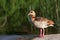 Egyptian Geese