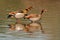 Egyptian geese