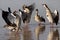 Egyptian Geese - Botswana