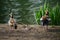 Egyptian geese with goslings in West Stow Country Park, Suffolk