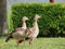 Egyptian geese on green lawn