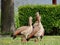 Egyptian geese on green lawn