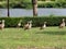 Egyptian geese on green lawn