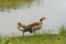 Egyptian Geese on Hawassa Lake