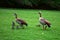 Egyptian Geese, Kirstenbosch Botanical Garden