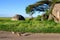 Egyptian geese walking down a dirt road by a Kopje with trees and shrubs in a savanna landscape, Nomiri Plains, Serengeti National