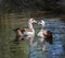 Egyptian geese on water