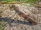 Egyptian or giant grasshopper close-up, anacridium aegyptium, animal background