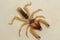 Egyptian giant solpugids Galeodes Arabs, wind scorpion or camel spider macro shot close up in the united arab emirates in the