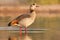 Egyptian goose