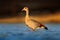 Egyptian goose, Alopochen aegyptiaca, African bird with red bill in the lake water. Animal portrait hidden in habitat, Mana Pools