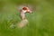 Egyptian goose, Alopochen aegyptiaca, African bird with red bill sitting in green grass. Animal portrait hidden in habitat, Park