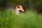 Egyptian goose, Alopochen aegyptiaca, African bird with red bill sitting in green grass. Animal portrait hidden in habitat, Park