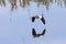 Egyptian Goose Alopochen aegyptiaca flying along the Breede River with reflection, Western Cape, South Africa