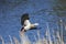 Egyptian goose, Alopochen aegyptiaca, flying in to land amongst reeds on a river bank at sunrise with outstretched wings