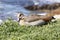 Egyptian Goose, Alopochen aegyptiaca,  male on a cliff, Stony Point Nature Reserve, South Africa