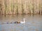 Egyptian goose, Alopochen aegyptiaca, mother swimming with six young goslings in lake, Netherlands