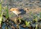 Egyptian Goose (Alopochen aegyptiaca) - Nile Valley Beauty in Parks