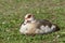 Egyptian goose, Alopochen aegyptiaca, sleeping in a grass meadow