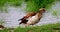 Egyptian Goose, alopochen aegyptiacus, Adult standing near Water,