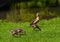 Egyptian goose Alopochen aegyptiacus Adults and goslings. Baden Baden, Baden Wuerttemberg, Germany