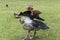 Egyptian Goose , Alopochen aegyptiacus, flapping their wings before flying