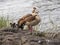 Egyptian Goose, Alopochen aegyptiacus, with goose at lake, Awassa, Ethiopia