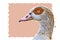 Egyptian goose Alopochen aegyptiacus illustration