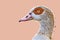 Egyptian goose Alopochen aegyptiacus illustration