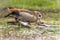 Egyptian goose bird couple mating