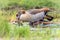 Egyptian goose bird couple mating