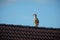 Egyptian goose bird on german house roof