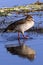 Egyptian Goose - Botswana