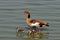 Egyptian goose with chicks