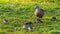 Egyptian goose with chicks in the meadow