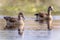 Egyptian goose couple